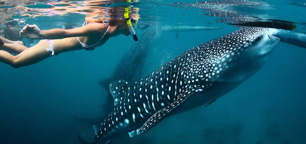 Swim With the Whale Sharks