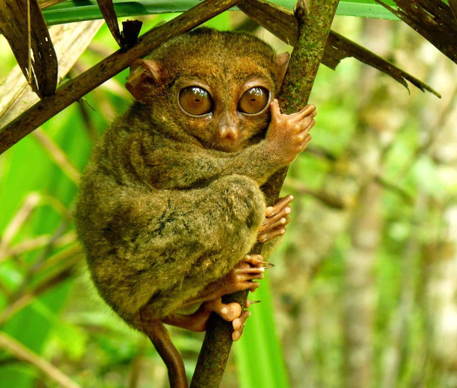 Bohol from Cebu Travel Guide
