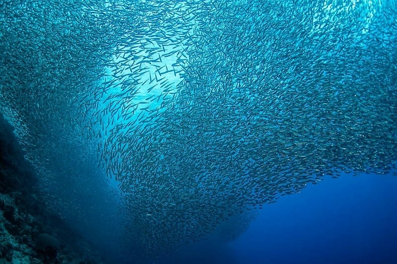 Incredible School of Sardines Moalboal