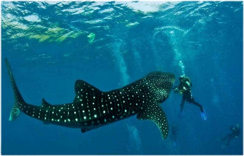 Moalboal Cebu
