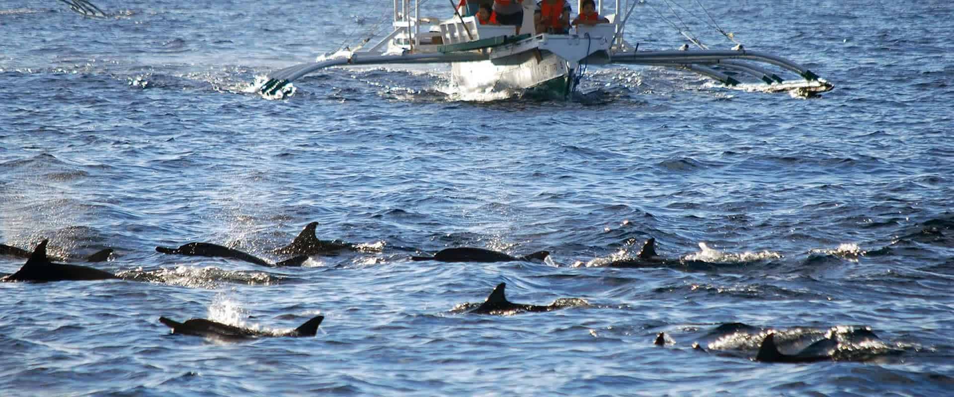 dolphins bohol